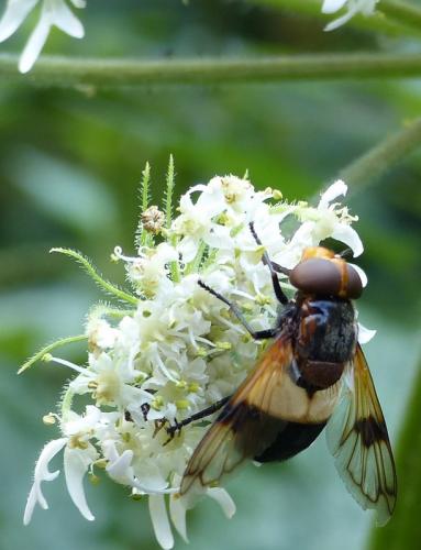 Volucella pellucens
