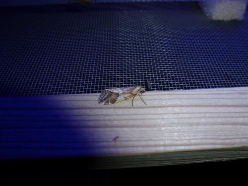 Chesias rufata
