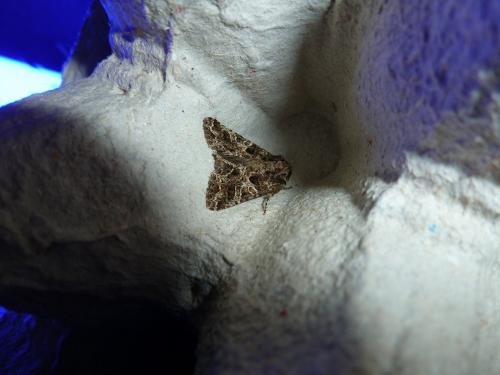 Hadena bicruris