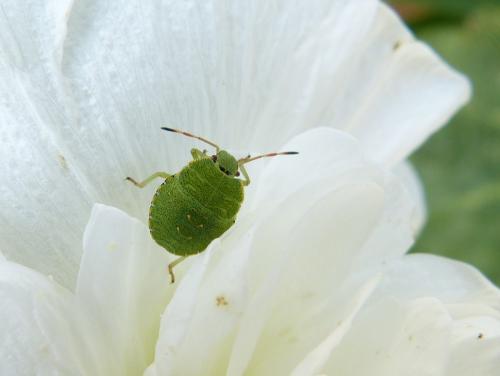 Palomena prasina