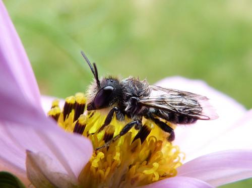 Réf. 124 099 : Megachile sp.