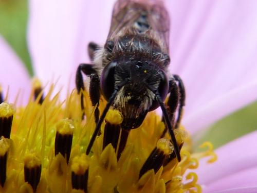 Megachile sp.