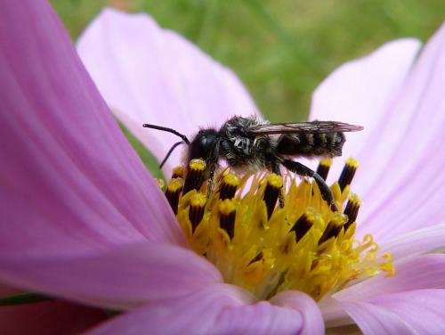 Megachile sp.