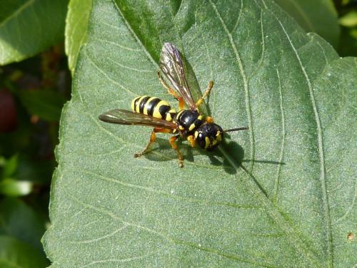 Cerceris arenaria