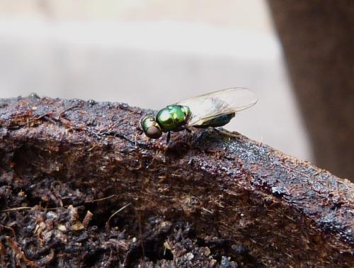 Microchrysa sp.