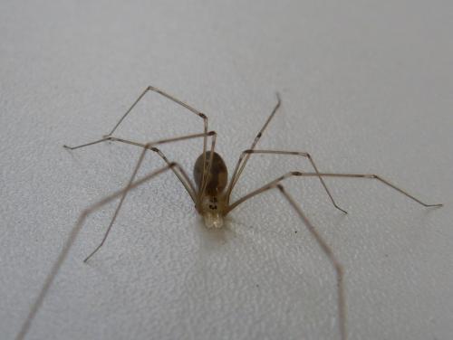 Pholcus phalangioides