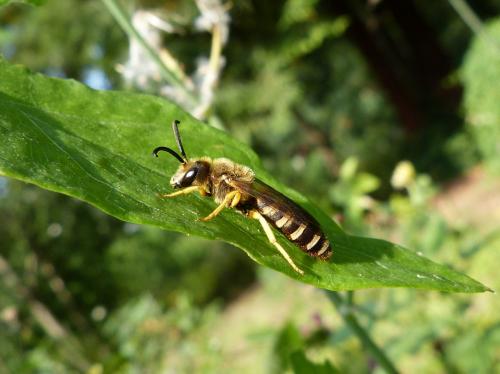 Halictus scabiosae