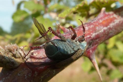Hoplia sp.