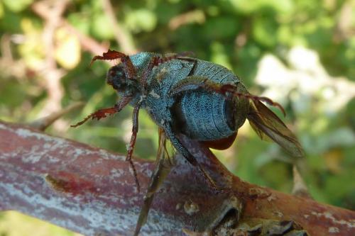 Hoplia sp.