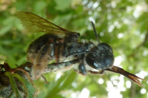 Eucera sp.