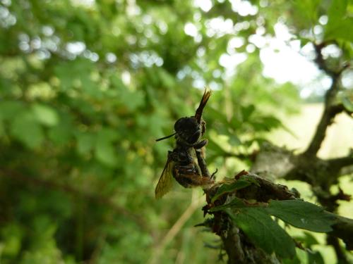 Eucera sp.