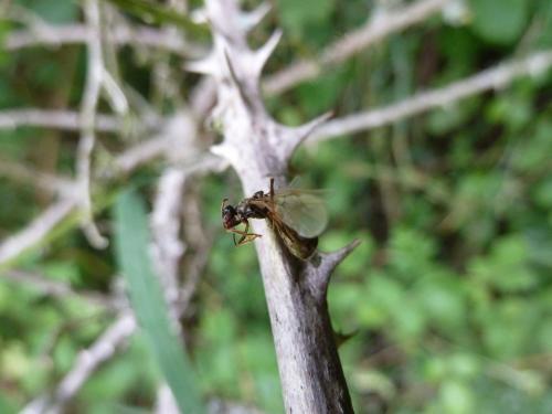 Lasius sp.