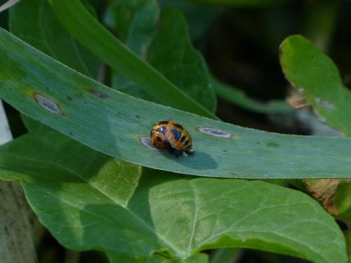 Harmonia axyridis