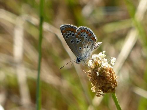 Aricia agestis