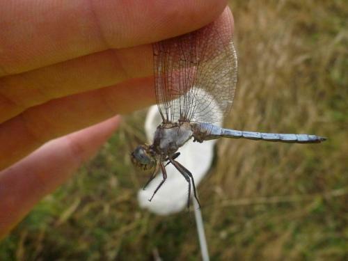 Orthetrum coerulescens