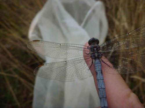 Orthetrum coerulescens
