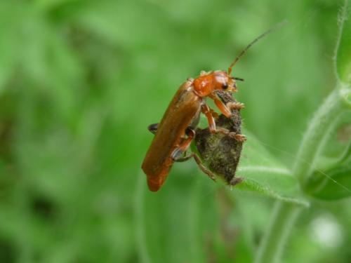 Cantharis livida