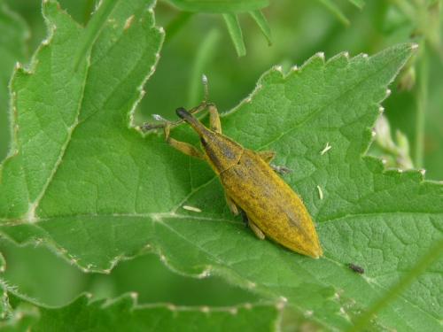 Réf. 124 072 : Lixus iridis