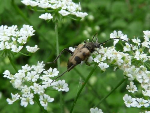 Pachytodes cerambyciformis