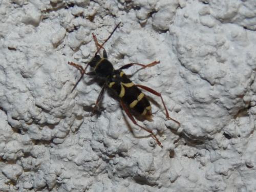 Clytus arietis