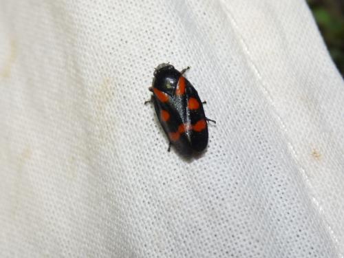 Cercopis sanguinolenta