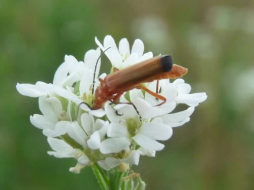 Rhagonycha fulva