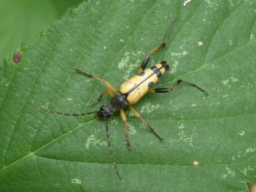 Rutpela maculata
