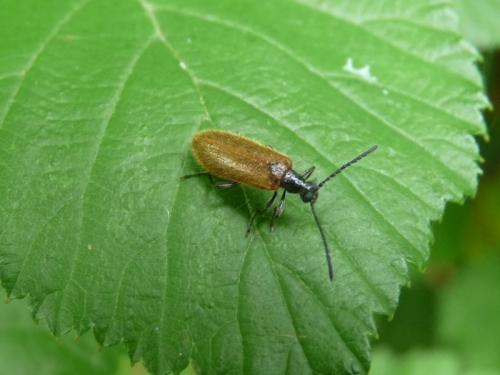 Lagria sp.