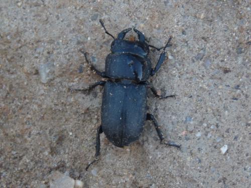 Réf. 124 203 : Dorcus parallelipipedus
