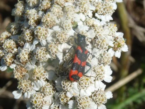 Trichodes alvearius