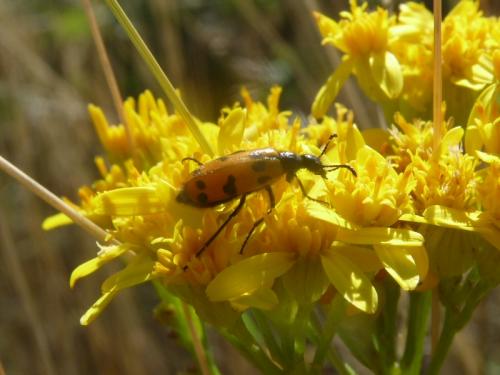 Mylabris connata