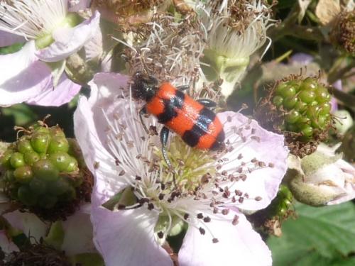 Trichodes apiarius