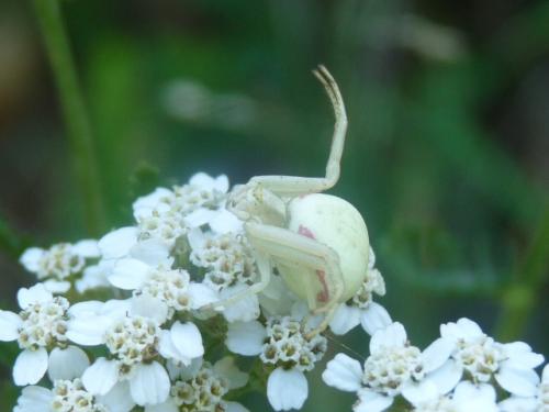 Misumena vatia