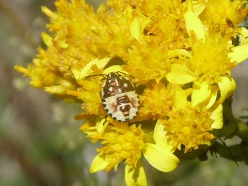 Carpocoris sp.