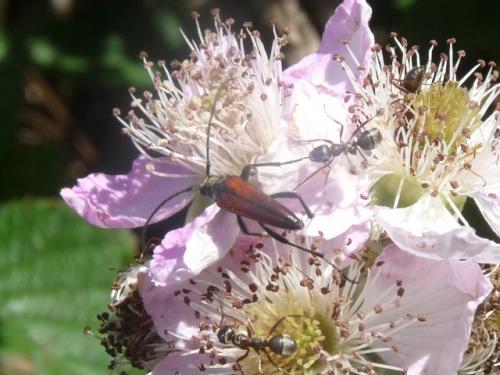 Stenurella sp.