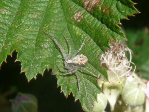 Philodromus sp.