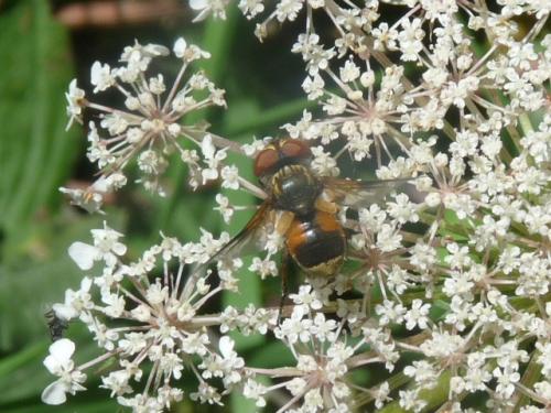 Réf. 124 765 : Ectophasia sp.