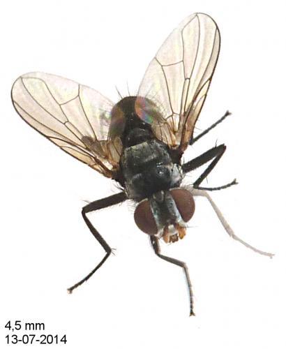 Microsoma exiguum