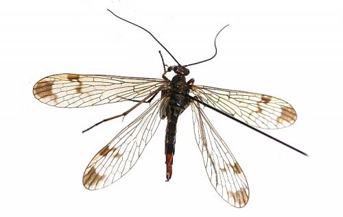Panorpa cognata