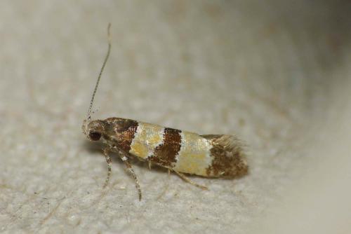 Goidanichiana jourdheuillella