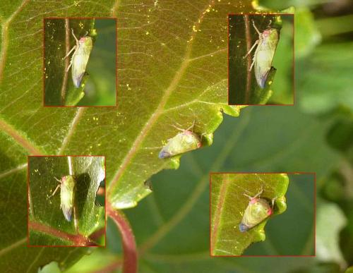 Réf. 124 137 : Idiocerus sp.