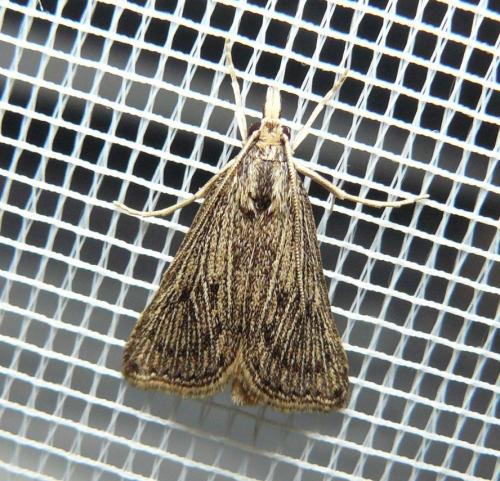 Réf. 124 724 : Chilo pulverosellus