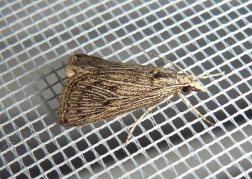 Chilo pulverosellus