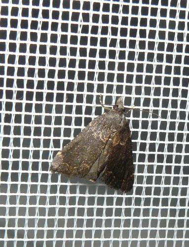 Réf. 124 838 : Stemmatophora syriacalis
