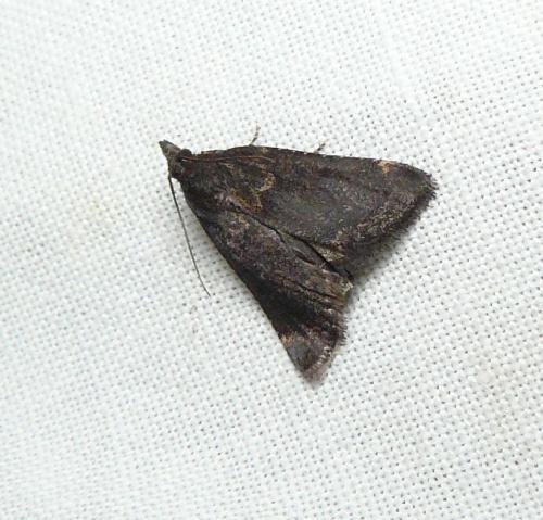 Réf. 124 837 : Stemmatophora syriacalis