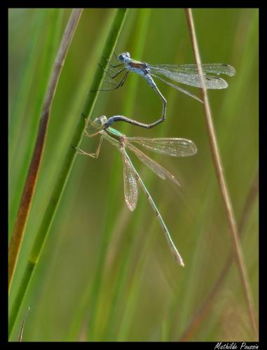 Lestes divers