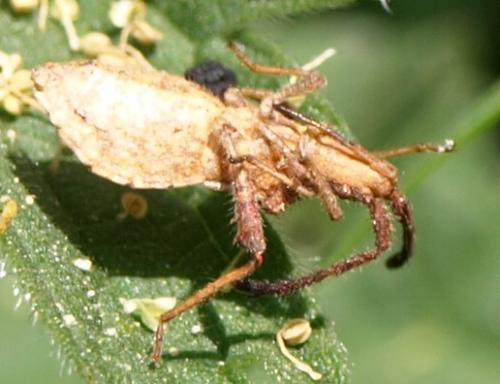Coriomeris sp.