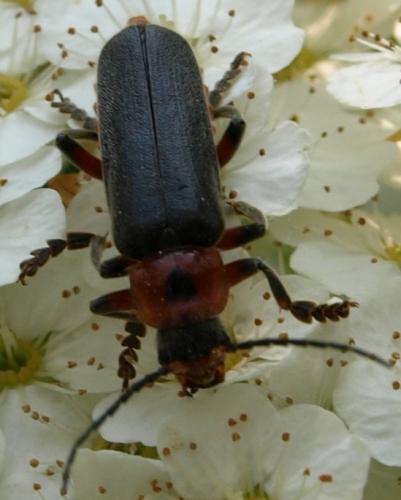 Cantharis rustica