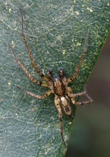 Anyphaena accentuata