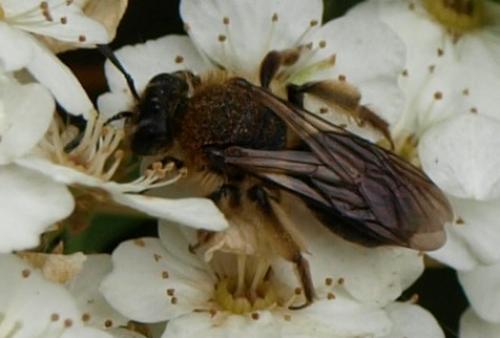 Andrena sp.
